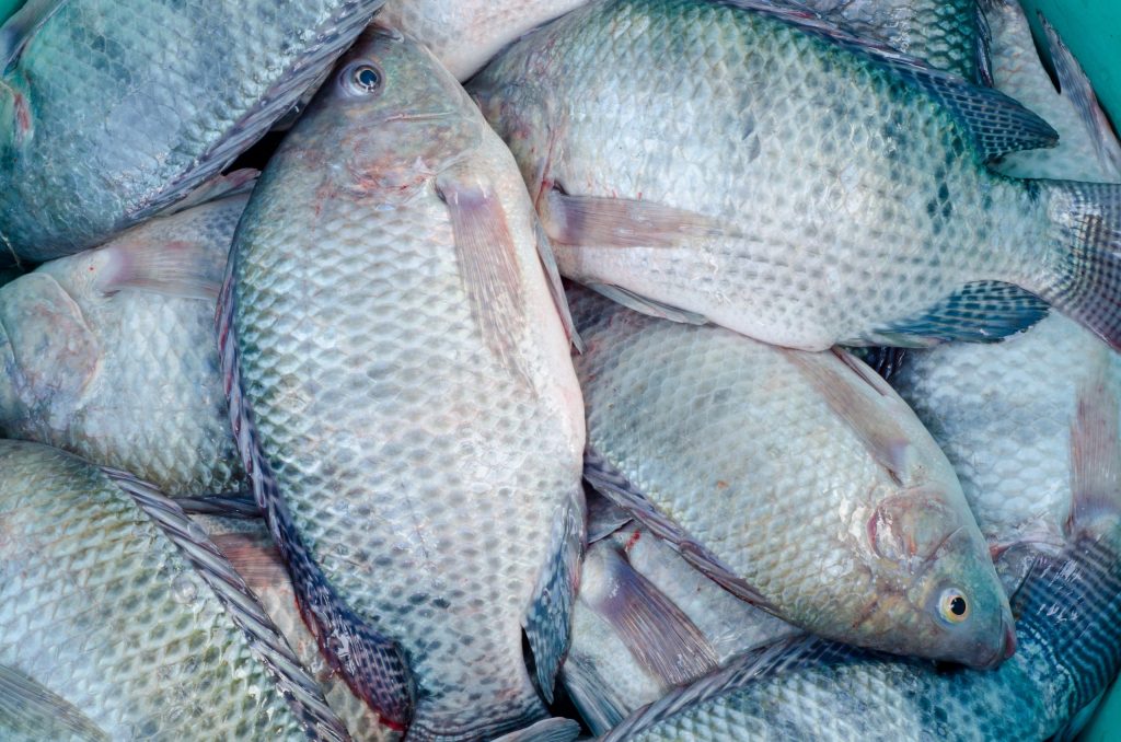 profile tilapia